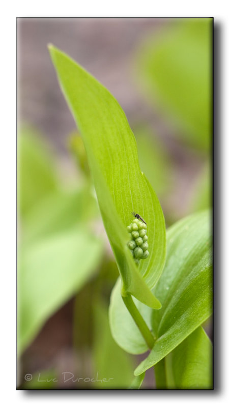 Insecte sur Plante