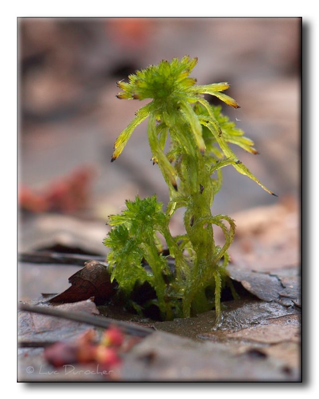 Lichen
