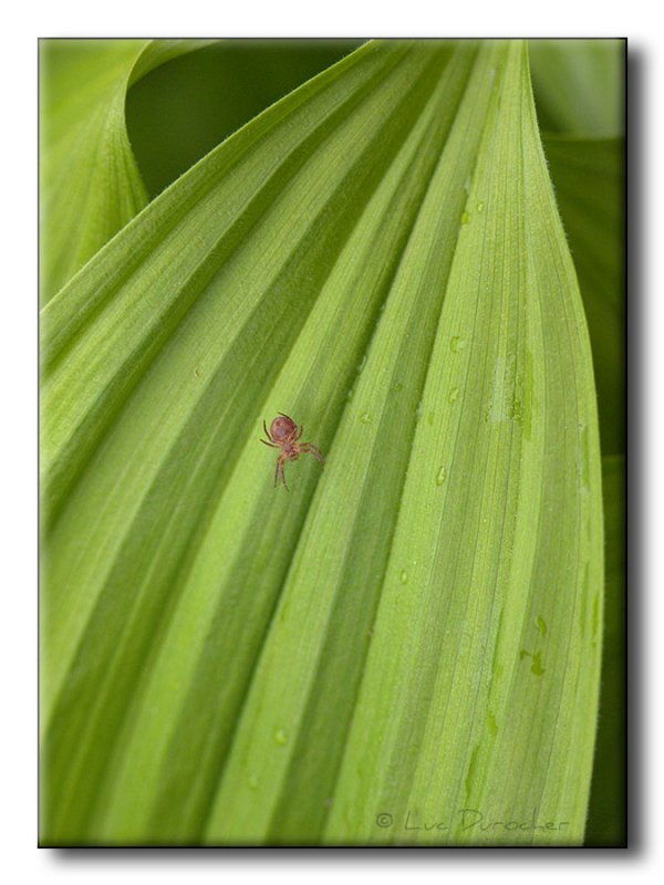 Araigne sur Vratre blanc (Veratrum album)
