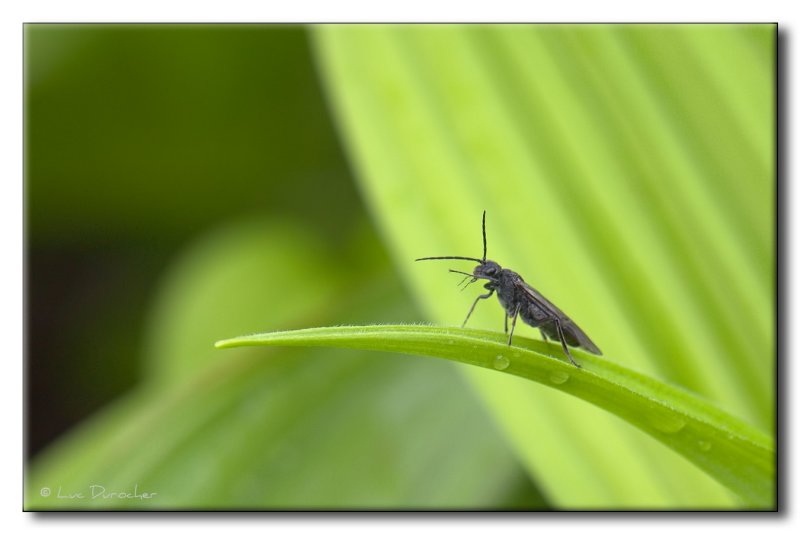 Insecte sur Vratre blanc (Veratrum album)