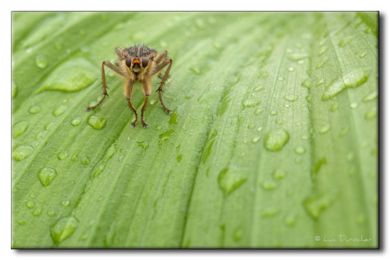 Diptre sur Vratre blanc (Veratrum album)