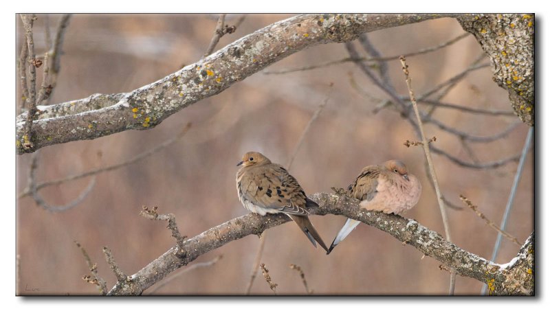 Tourterelles tristes - Mourning Dove - Zenaida macroura