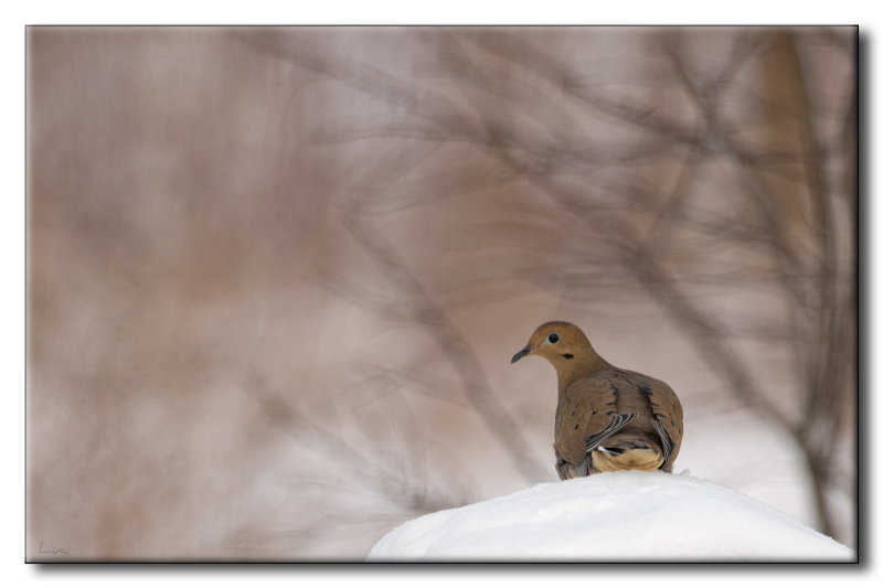 Tourterelle triste - Mourning Dove - Zenaida macroura