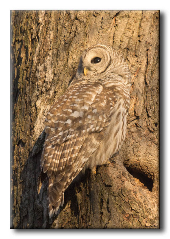 Chouette raye - Barred Owl - Strix varia