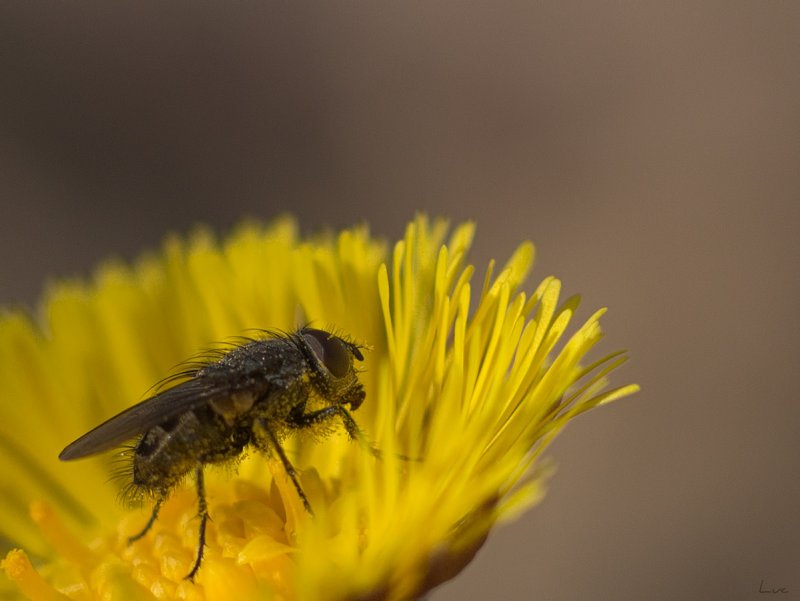 Mouche sur Tussilage