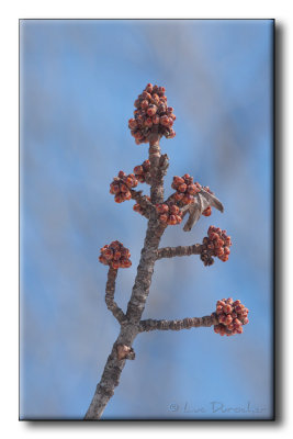Bourgeons de fleurs dérable