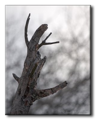 Fantôme d'arbre