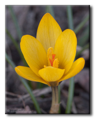 Crocus