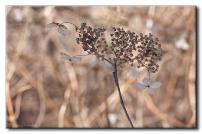 Vestiges