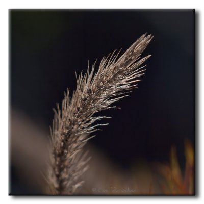Vestige