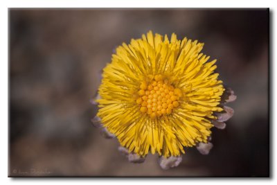 Tussilage
