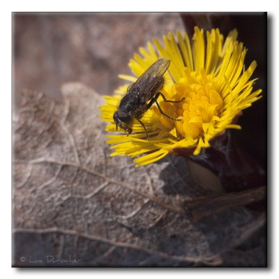 Mouche sur Tussilage