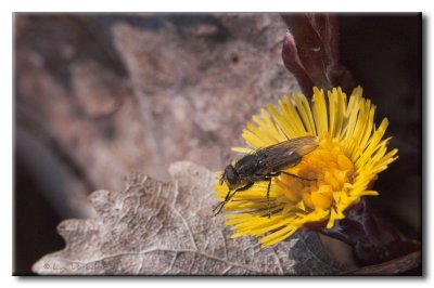 Mouche sur Tussilage