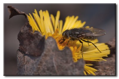 Mouche à damier sur Tussilage