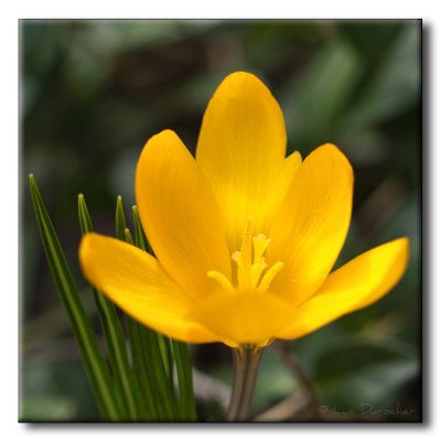 Crocus