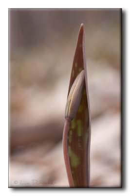  rythrone d'Amrique (Erythronium americanum)