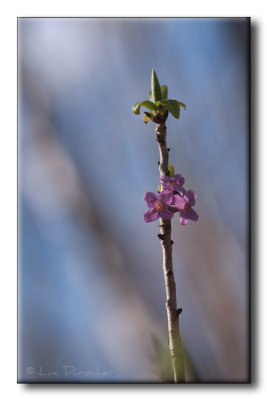 Daphné, Bois-Joli, Bois-Gentil, Joli-Bois, Mézéréon. (Daphne mezereum)