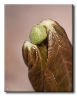 Pomme de mai (Podophyllum peltatum)