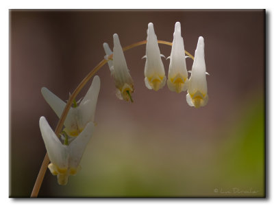 Dicentre  capuchon (Dicentra cucullaria)