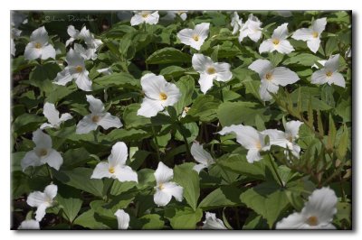 Trilles blancs