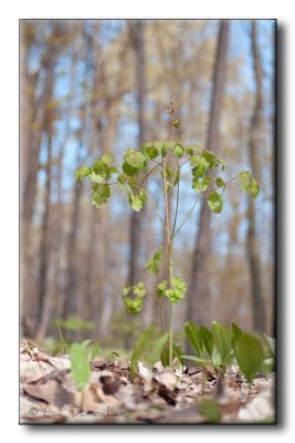 Pigamon  feuilles d'Ancolie (Thalictrum aquilegifolium)