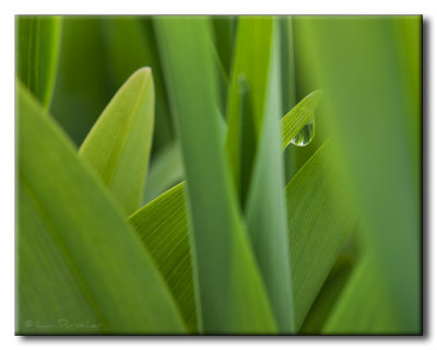 Goutte sur Vratre blanc (Veratrum album)