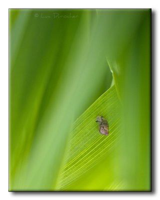 Escargot sur Vratre blanc (Veratrum album)