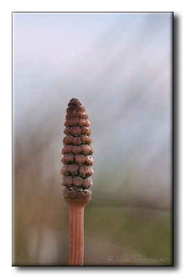 Prle des champs (Equisetum arvense)