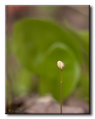 Bouton de fleur - Coptide du Groenland (Savoyane)(Coptis groenlandica)