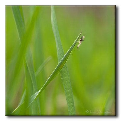 Insecte sur Herbe