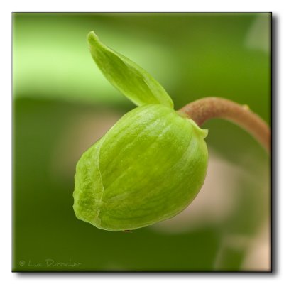 Podophylle pelt - May-apple - Pomme de mai (Podophyllum peltatum)