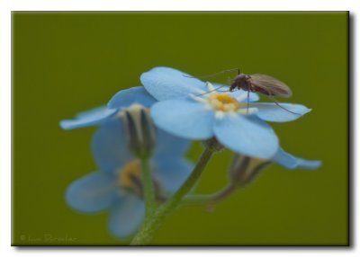 Insecte sur Myosotis