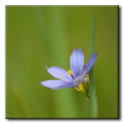 Bermudienne