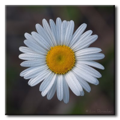 Marguerite
