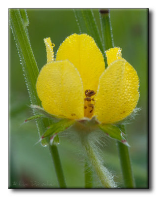 Fleur