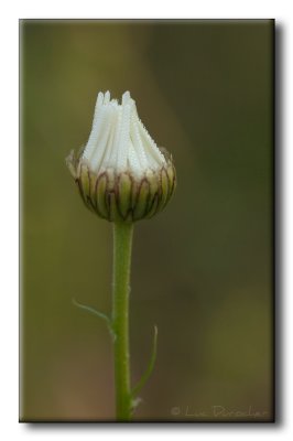 Marguerite