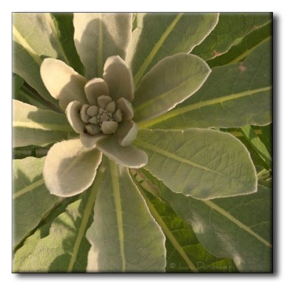 Plante