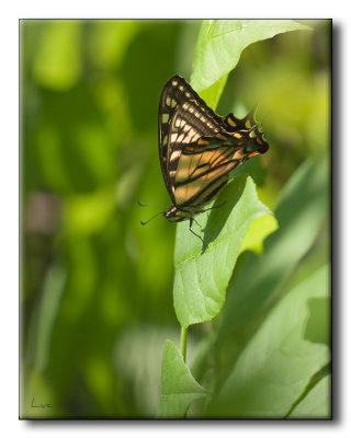Papillon du Céleri