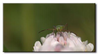 Punaise sur Trèfle