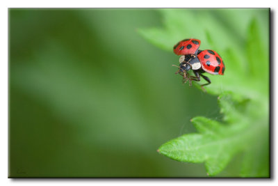 Coccinelle