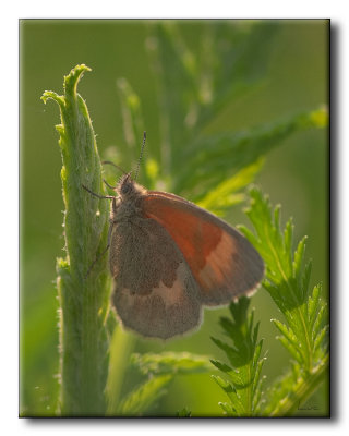 Satyre fauve - Coenonympha inornata inornata