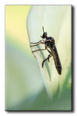 Asilidae