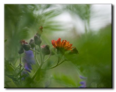 Fleurs