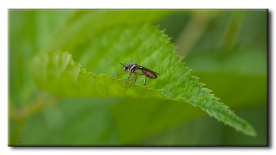 Asilidae