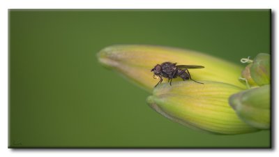 Mouche sur Hmrocale