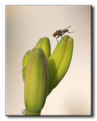 Mouche sur Hémérocale