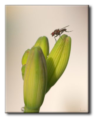 Mouche sur Hmrocale