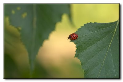 Coccinelle