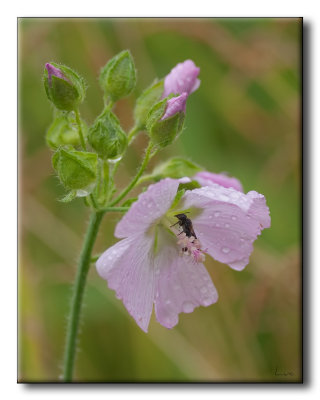 Hyménoptère sur Mauve musquée