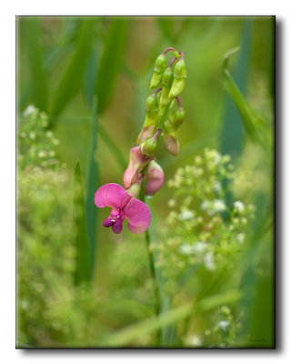 Plante